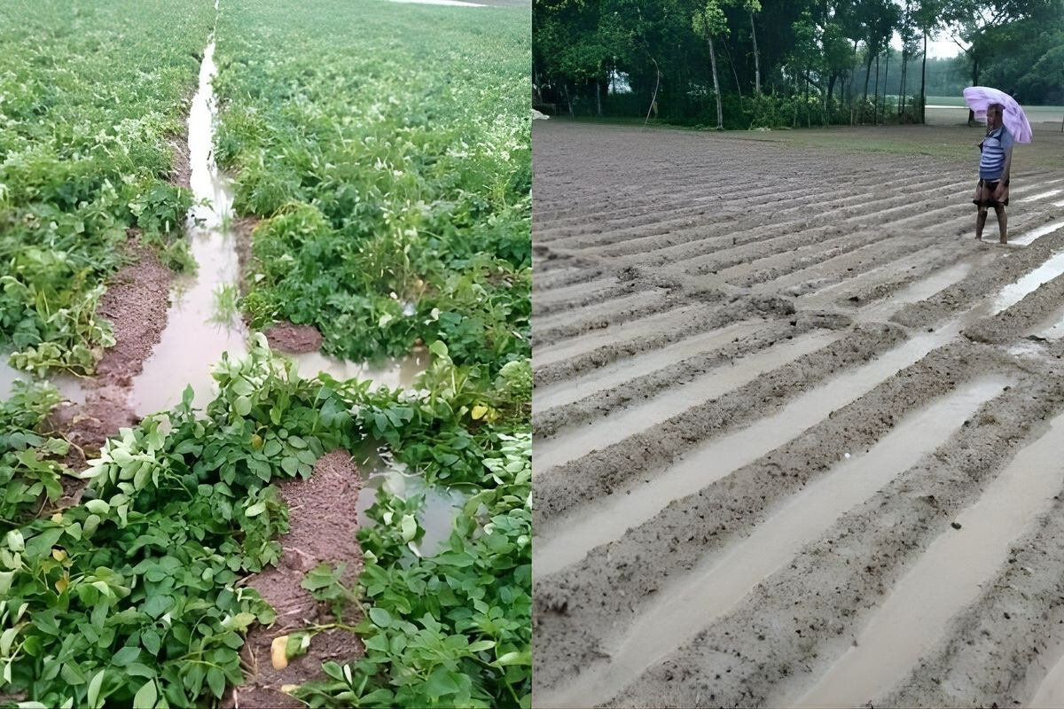 “In the lure of votes, one forgets about the potatoes.”