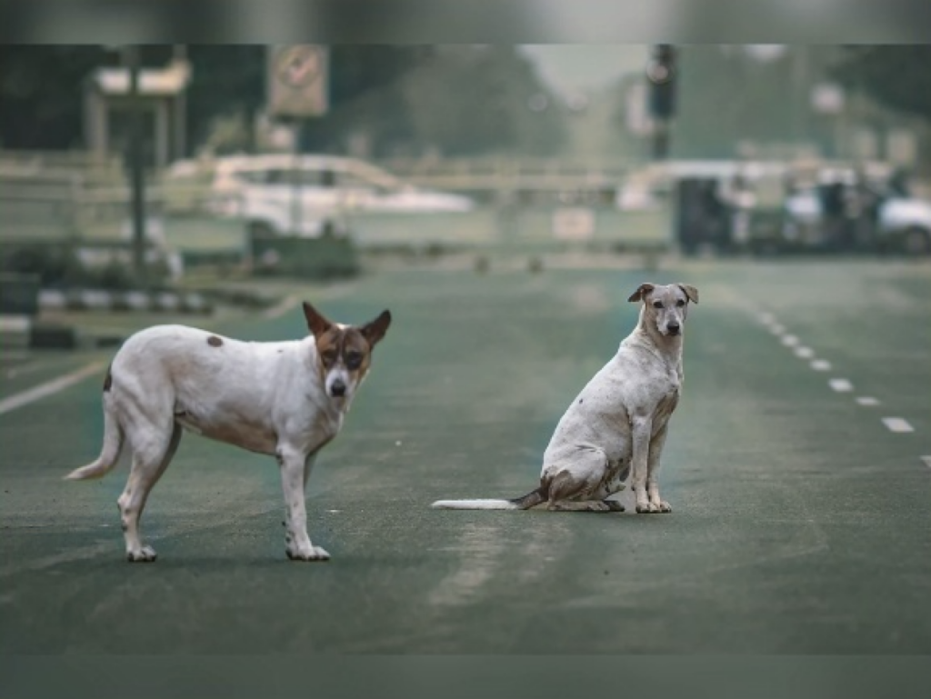 india walks back order to clear delhi of stray dogs India Walks Back Order to Clear Delhi of Stray Dogs
