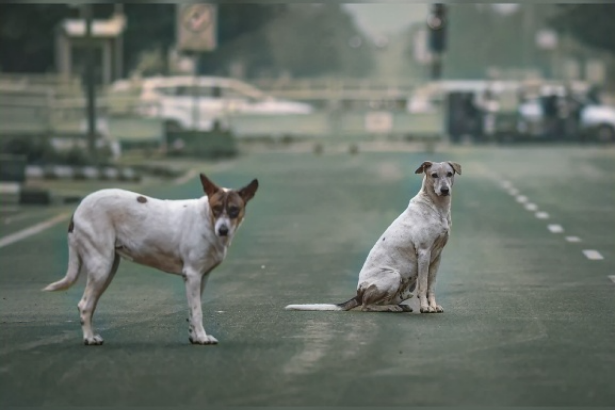 India Walks Back Order to Clear Delhi of Stray Dogs