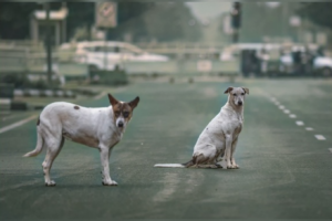 India Walks Back Order to Clear Delhi of Stray Dogs