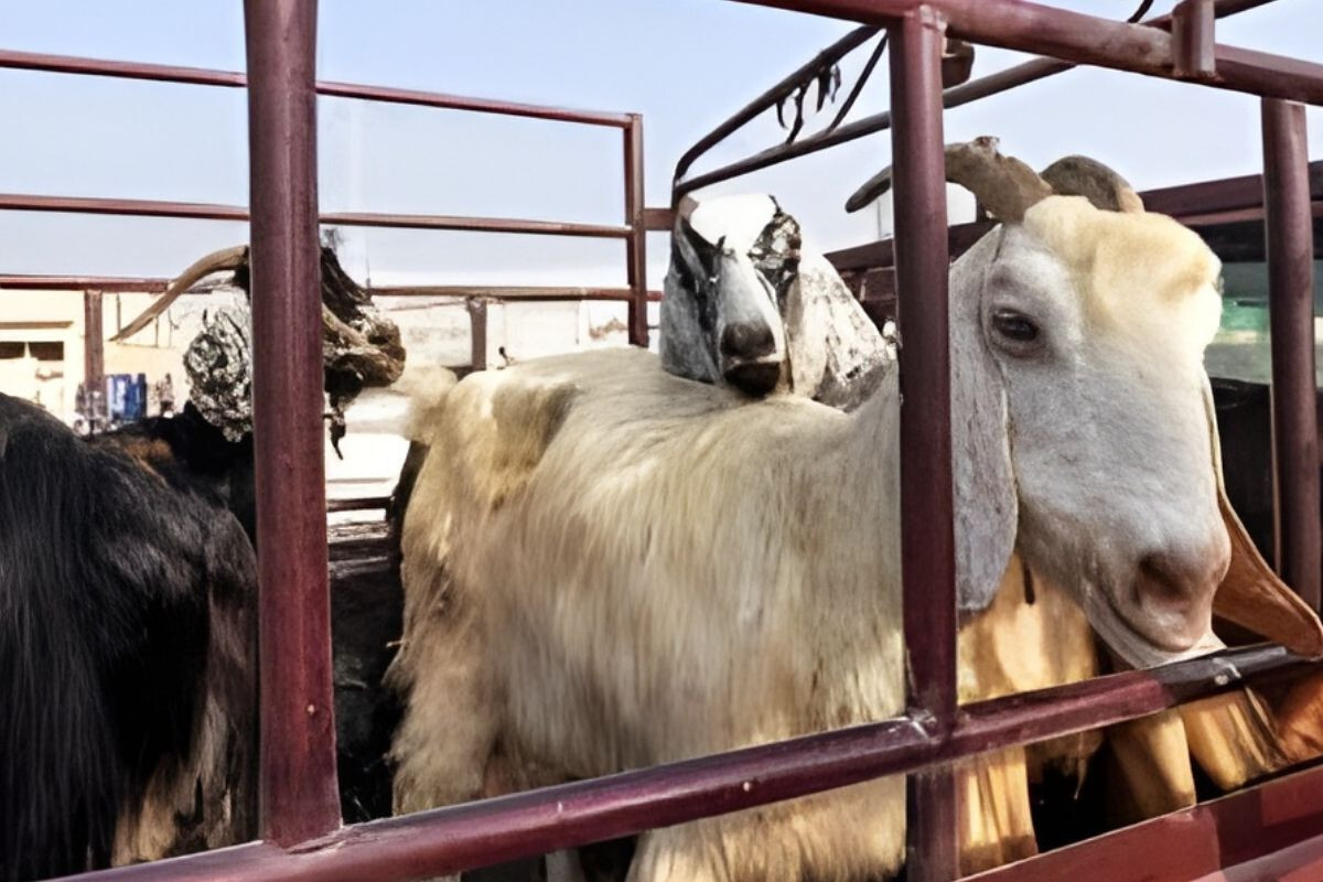Indonesia to import livestock for Ramadan.