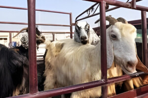 Indonesia to import livestock for Ramadan.
