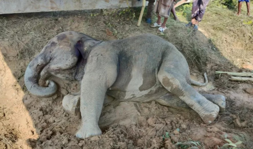 injured elephant dies after train collision in sylhet Injured Elephant Dies After Train Collision in Sylhet