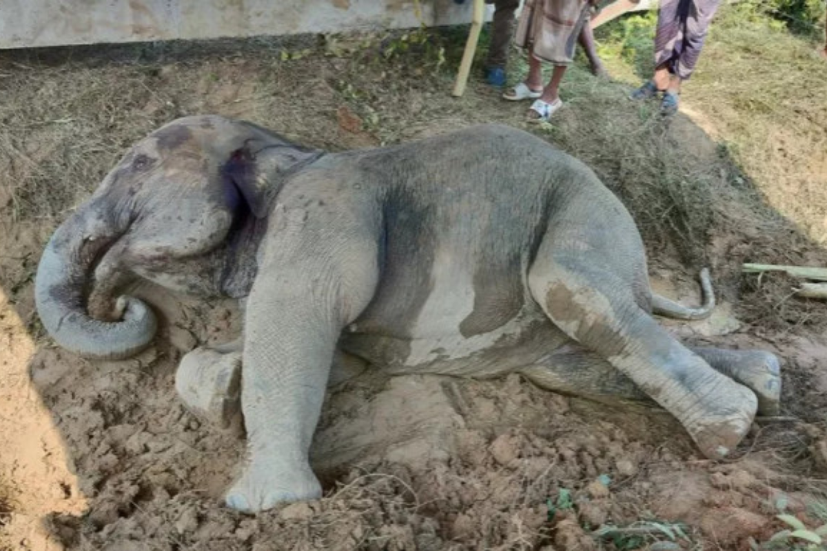 Injured Elephant Dies After Train Collision in Sylhet