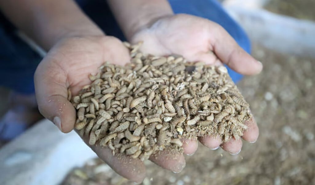 insect farming brings 3 lakh monthly income after youtube training Insect Farming Brings 3 Lakh Monthly Income After YouTube Training