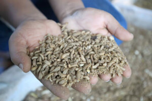 Insect Farming Brings 3 Lakh Monthly Income After YouTube Training