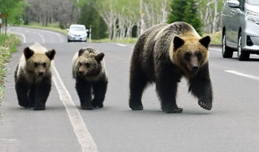 japan deploys troops to tackle surge in deadly bear attacks Japan Deploys Troops to Tackle Surge in Deadly Bear Attacks