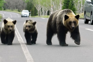 Japan Deploys Troops to Tackle Surge in Deadly Bear Attacks