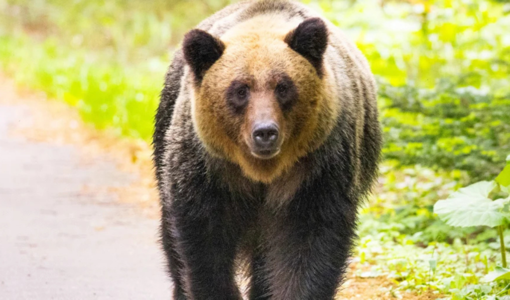 japan pledges tougher action after record bear attack deaths Japan Pledges Tougher Action after Record Bear Attack Deaths