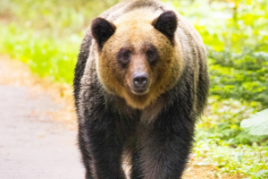 Japan Pledges Tougher Action after Record Bear Attack Deaths