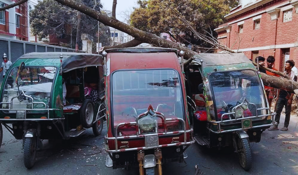 Mahogany Tree Collapses onto Three Rickshaws 2 mahogany tree collapses onto three rickshaws Mahogany Tree Collapses onto Three Rickshaws