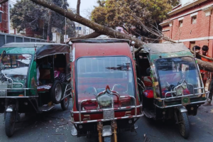 Mahogany Tree Collapses onto Three Rickshaws