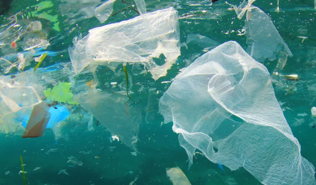 marine survey finds fish decline jellyfish rise Marine Survey Finds Fish Decline, Jellyfish Rise