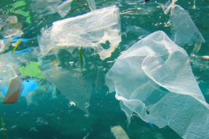 Marine Survey Finds Fish Decline, Jellyfish Rise