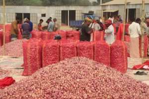 Market Manipulation Drives Up Onion Prices in Bangladesh