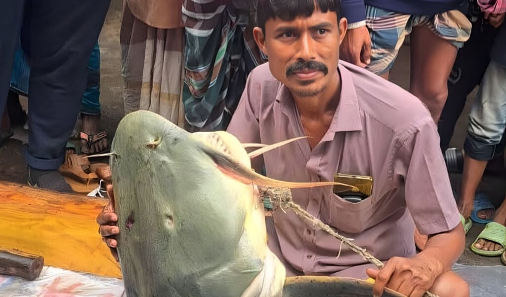 massive 90kg catfish caught in brahmaputra Massive 90kg Catfish Caught in Brahmaputra