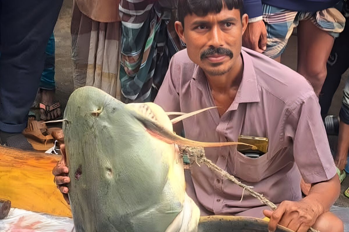 Massive 90kg Catfish Caught in Brahmaputra