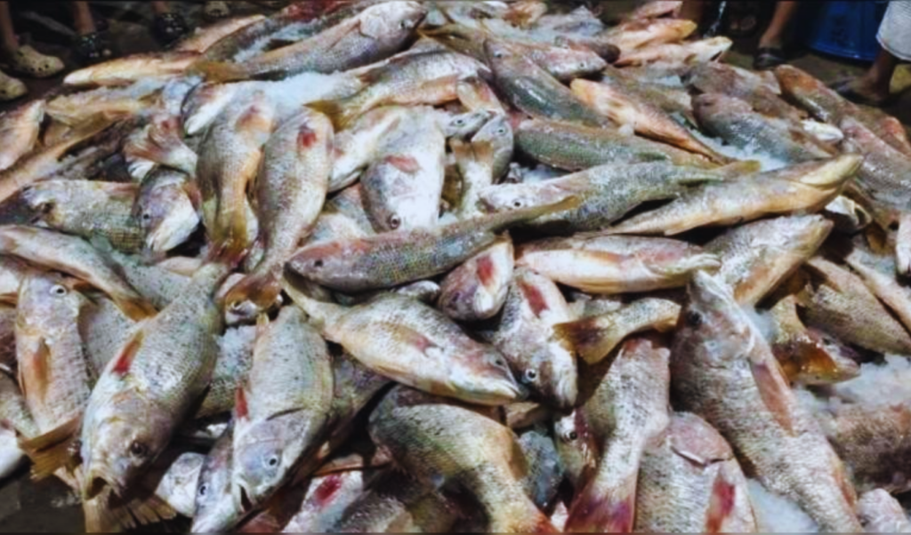 massive coral catch in teknaf nets 1100 fish Massive Coral Catch in Teknaf Nets 1,100 Fish