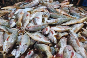 Massive Coral Catch in Teknaf Nets 1,100 Fish