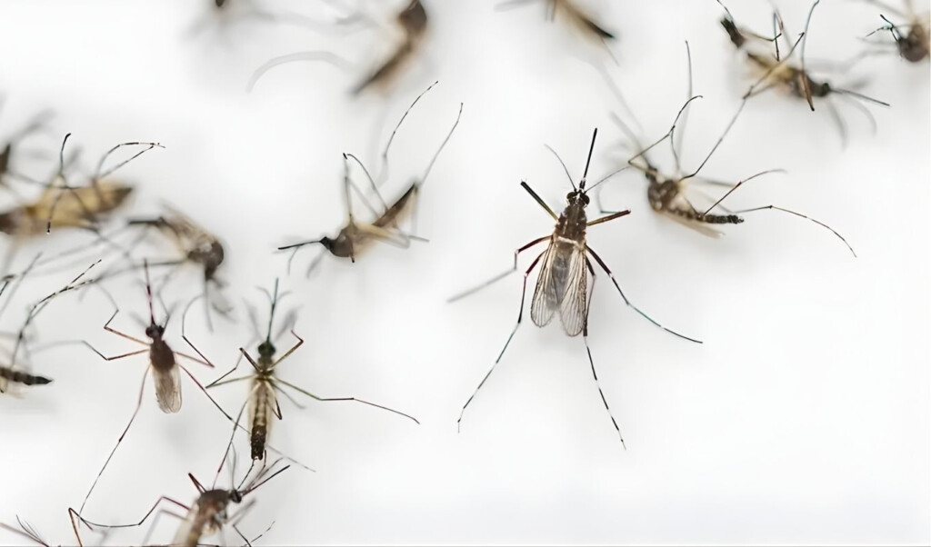 nationwide mosquito menace escalates alarmingly Nationwide Mosquito Menace Escalates Alarmingly
