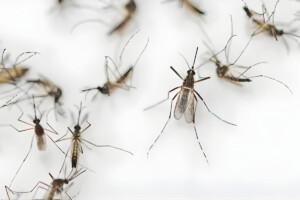 Nationwide Mosquito Menace Escalates Alarmingly