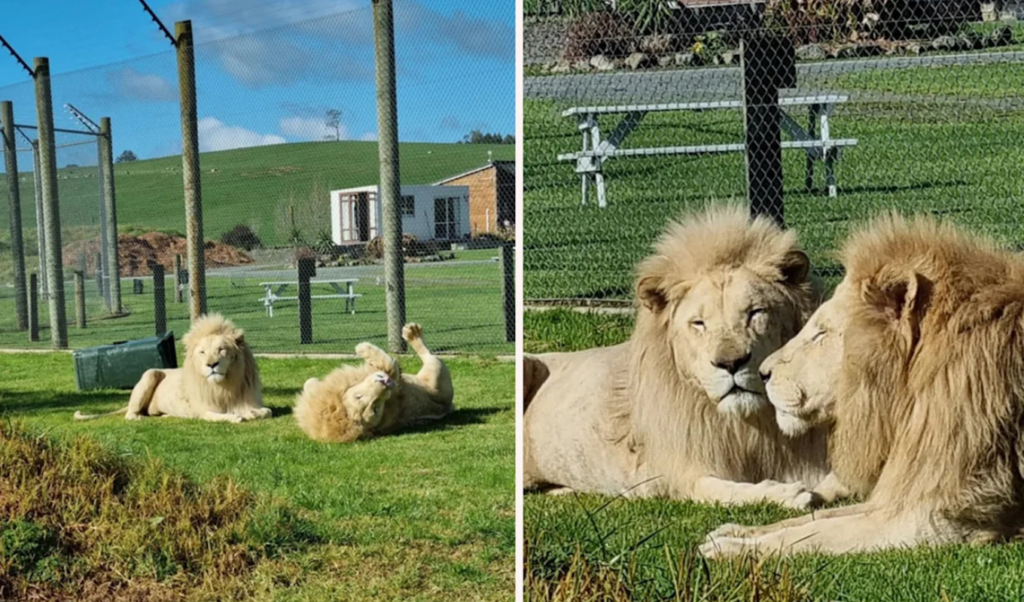 New Zealand Sanctuary to Euthanise Seven Elderly Lions 3 new zealand sanctuary to euthanise seven elderly lions New Zealand Sanctuary to Euthanise Seven Elderly Lions