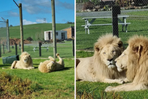 New Zealand Sanctuary to Euthanise Seven Elderly Lions
