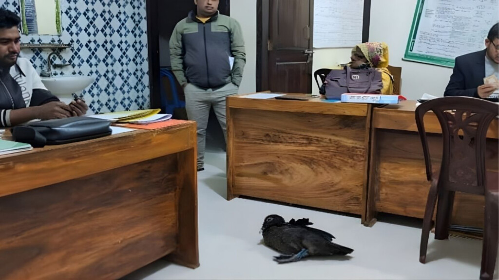 ngo worker seizes household duck over unpaid instalment NGO Worker Seizes Household Duck Over Unpaid Instalment