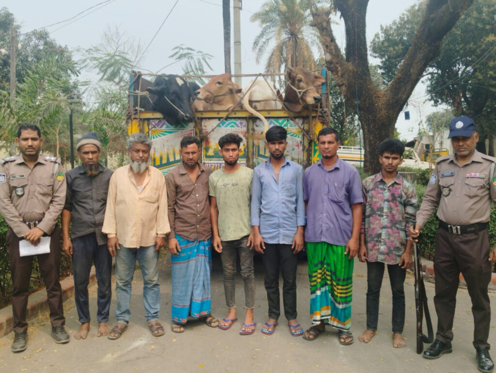 Nineteen Cattle Recovered in Gazipur Heist 2 nineteen cattle recovered in gazipur heist Nineteen Cattle Recovered in Gazipur Heist