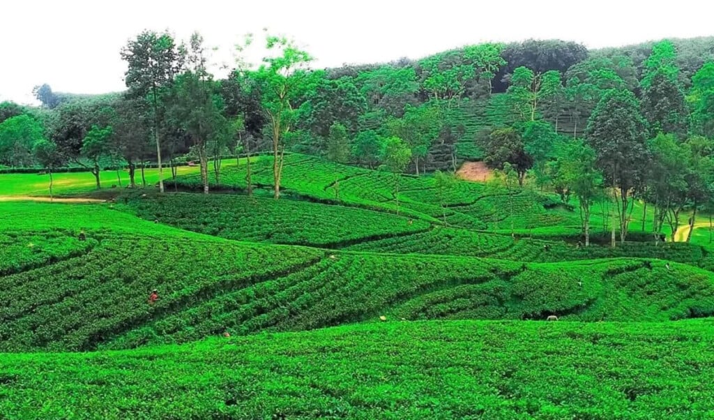 northern districts set tea production record Northern Districts Set Tea Production Record