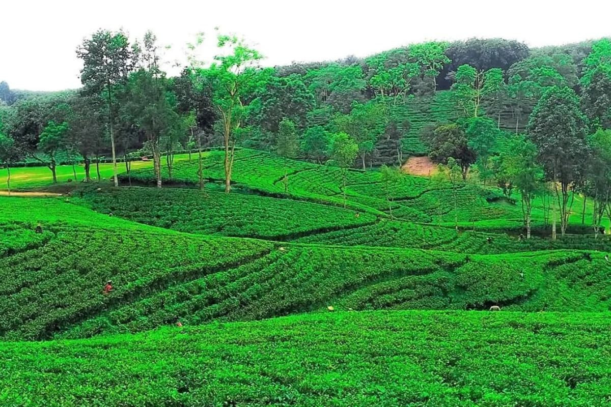 Northern Districts Set Tea Production Record