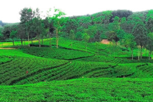 Northern Districts Set Tea Production Record