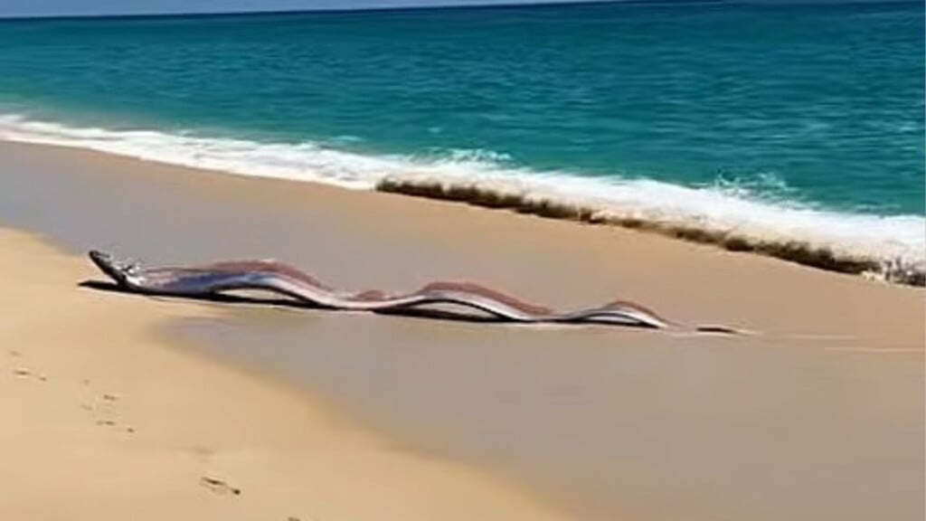 oarfish sightings in mexico spark ancient doomsday fears Oarfish Sightings in Mexico Spark Ancient Doomsday Fears