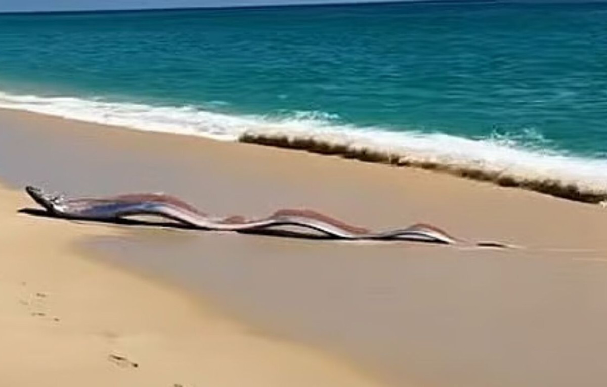Oarfish Sightings in Mexico Spark Ancient Doomsday Fears