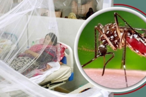 One Dengue Death in 24 Hours, 633 Hospitalised