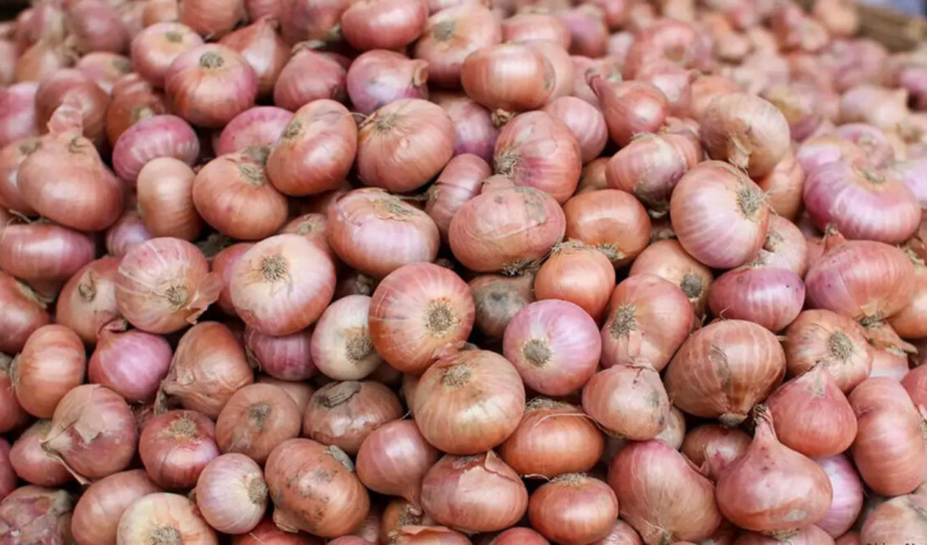 onion prices soar 50 percent in a week Onion Prices Soar 50 Percent in a Week