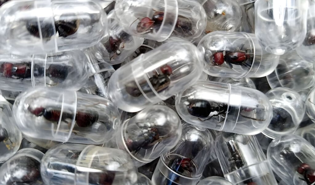 over 2000 queen ants seized in kenya Over 2,000 Queen Ants Seized in Kenya