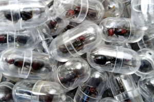 Over 2,000 Queen Ants Seized in Kenya