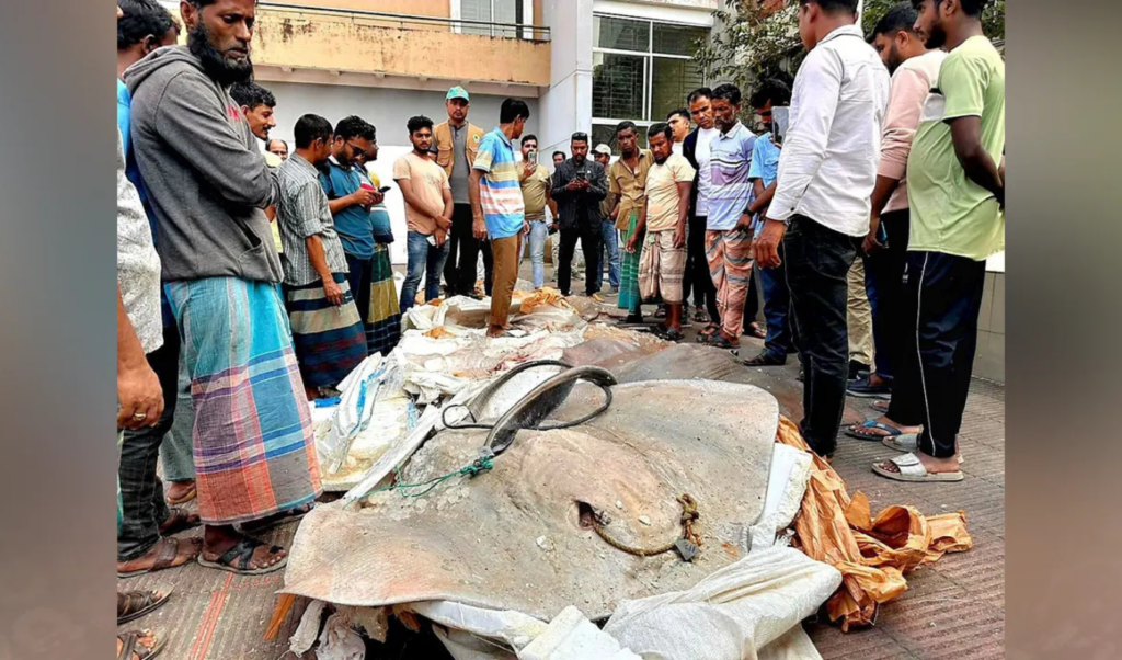 over twelve mounds of illegal shaplapata fish seized from dhakabaufal passenger bus Over Twelve Mounds of Illegal Shaplapata Fish Seized from Dhaka–Baufal Passenger Bus