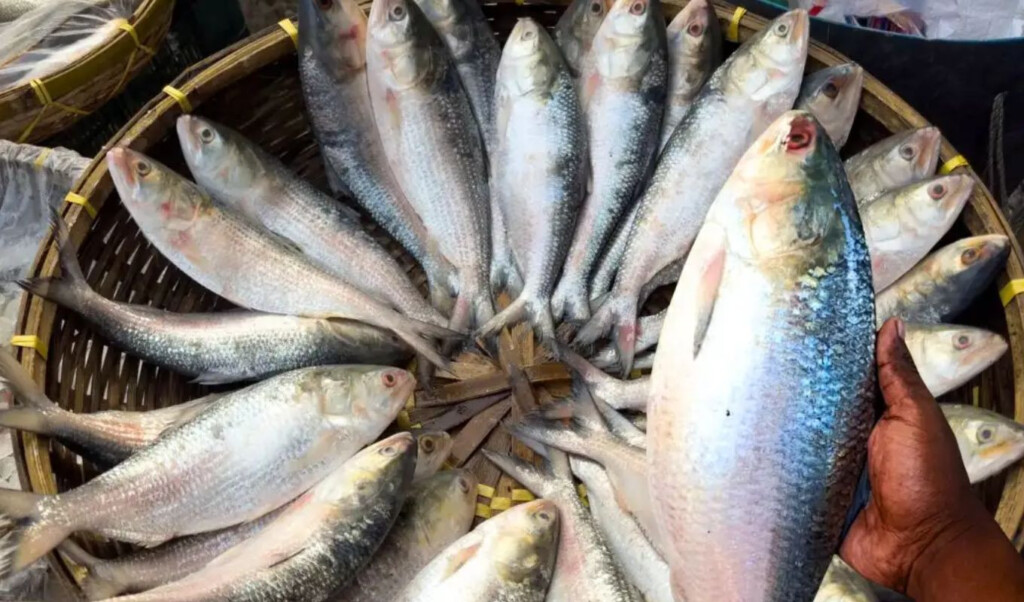 padma hilsa arrives in kolkata ahead of durga puja Padma Hilsa Arrives in Kolkata Ahead of Durga Puja