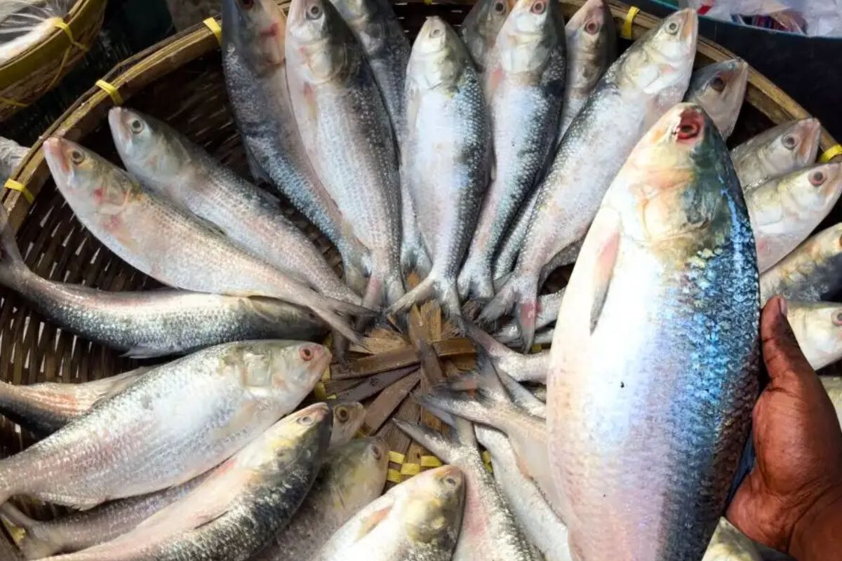 Padma Hilsa Arrives in Kolkata Ahead of Durga Puja