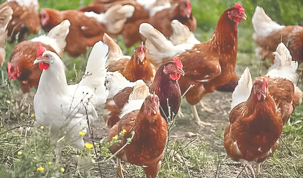 pet chicken demonstrates emotional intelligence Pet Chicken Demonstrates Emotional Intelligence