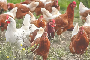 Pet Chicken Demonstrates Emotional Intelligence