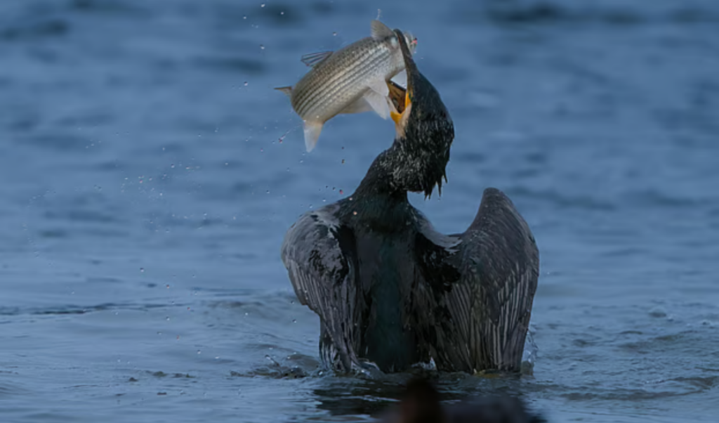 pfas contamination intensifies along every food chain PFAS Contamination Intensifies Along Every Food Chain