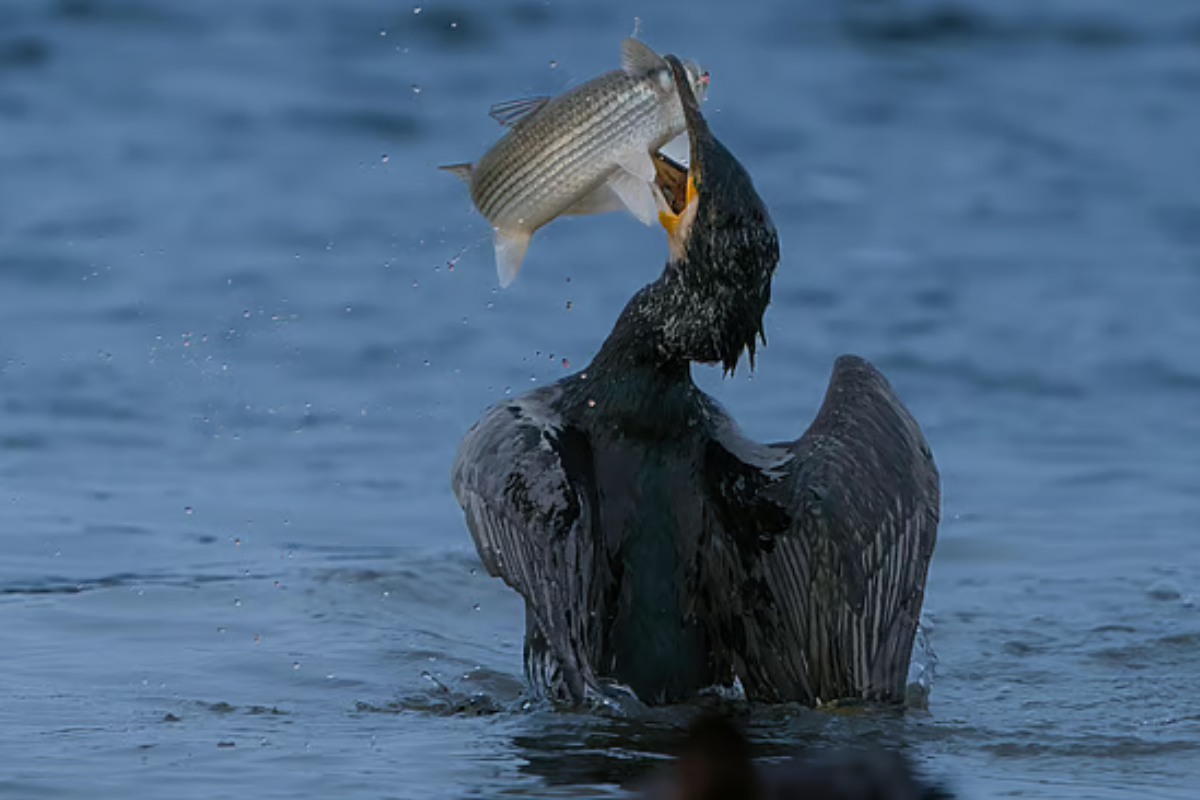 PFAS Contamination Intensifies Along Every Food Chain