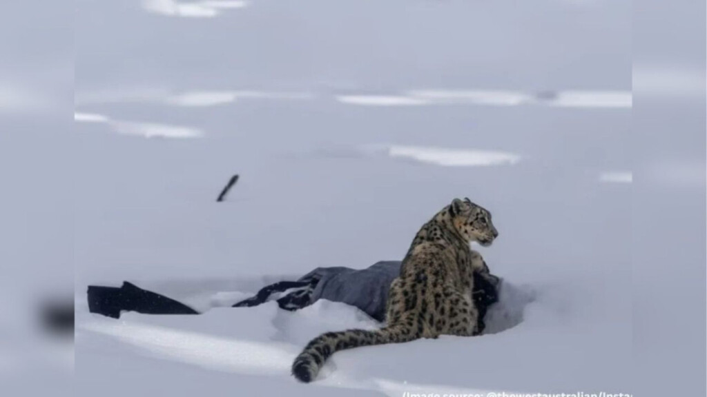 Rare Snow Leopard Attack Leaves Tourist Injured 3 rare snow leopard attack leaves tourist injured Rare Snow Leopard Attack Leaves Tourist Injured