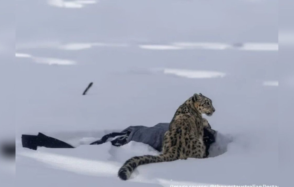 Rare Snow Leopard Attack Leaves Tourist Injured