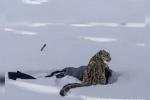 Rare Snow Leopard Attack Leaves Tourist Injured