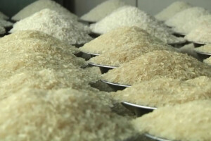 Rice prices falling in Asian markets