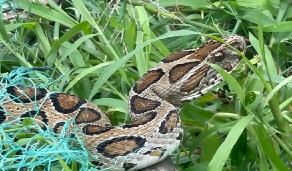 rise in snakebite incidents in rajshahi causes and statistics Rise in Snakebite Incidents in Rajshahi: Causes and Statistics